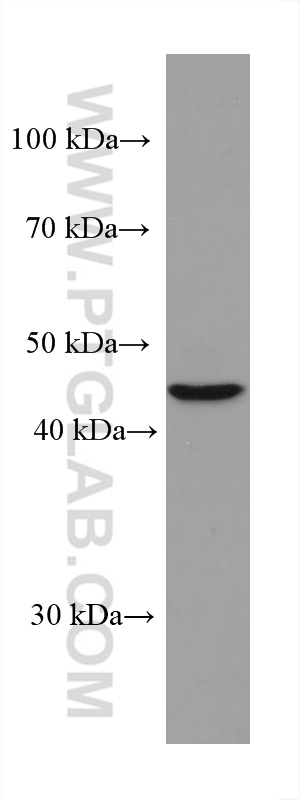 WB analysis of K-562 using 67592-1-Ig