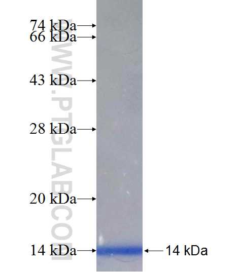 TET3 fusion protein Ag25891 SDS-PAGE