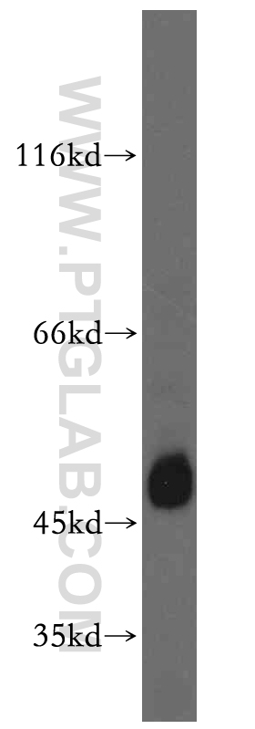 WB analysis of HL-60 using 18888-1-AP