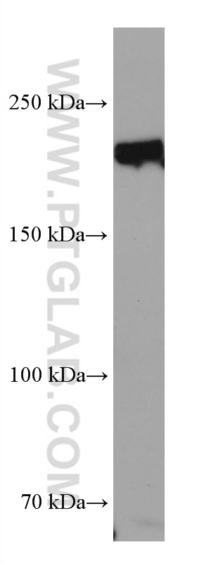 WB analysis of rat testis using 67982-1-Ig