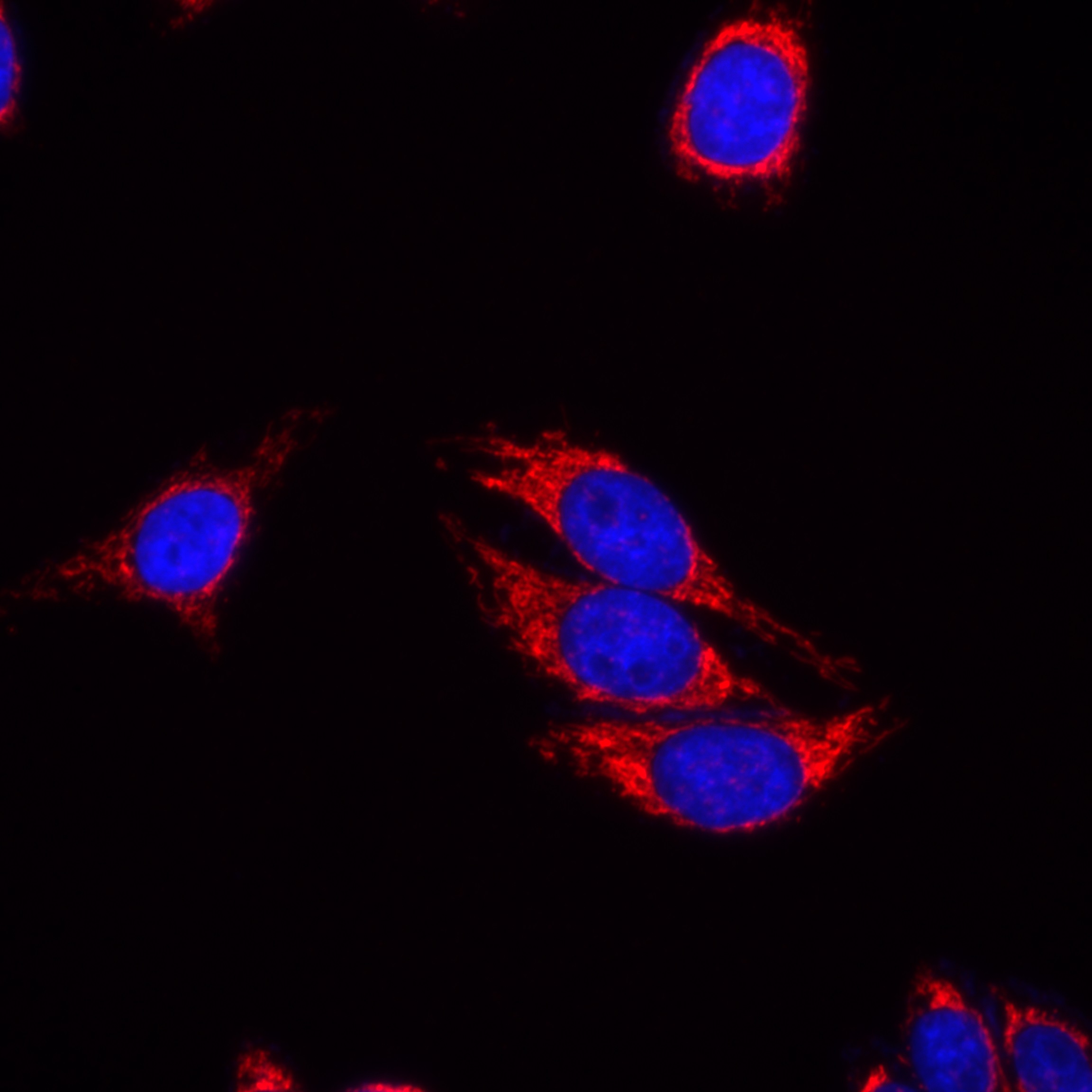 IF Staining of HepG2 using 82745-1-RR (same clone as 82745-1-PBS)