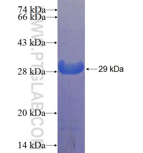 TFAP2E fusion protein Ag23065 SDS-PAGE