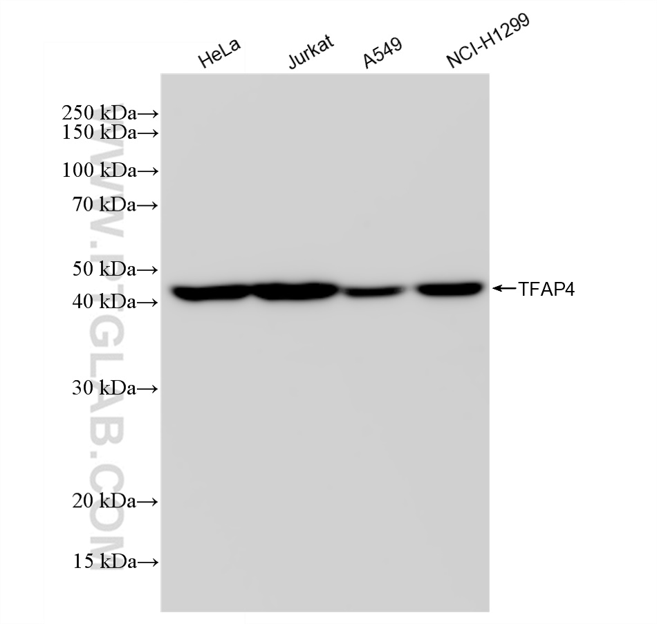 WB analysis using 83196-4-RR (same clone as 83196-4-PBS)