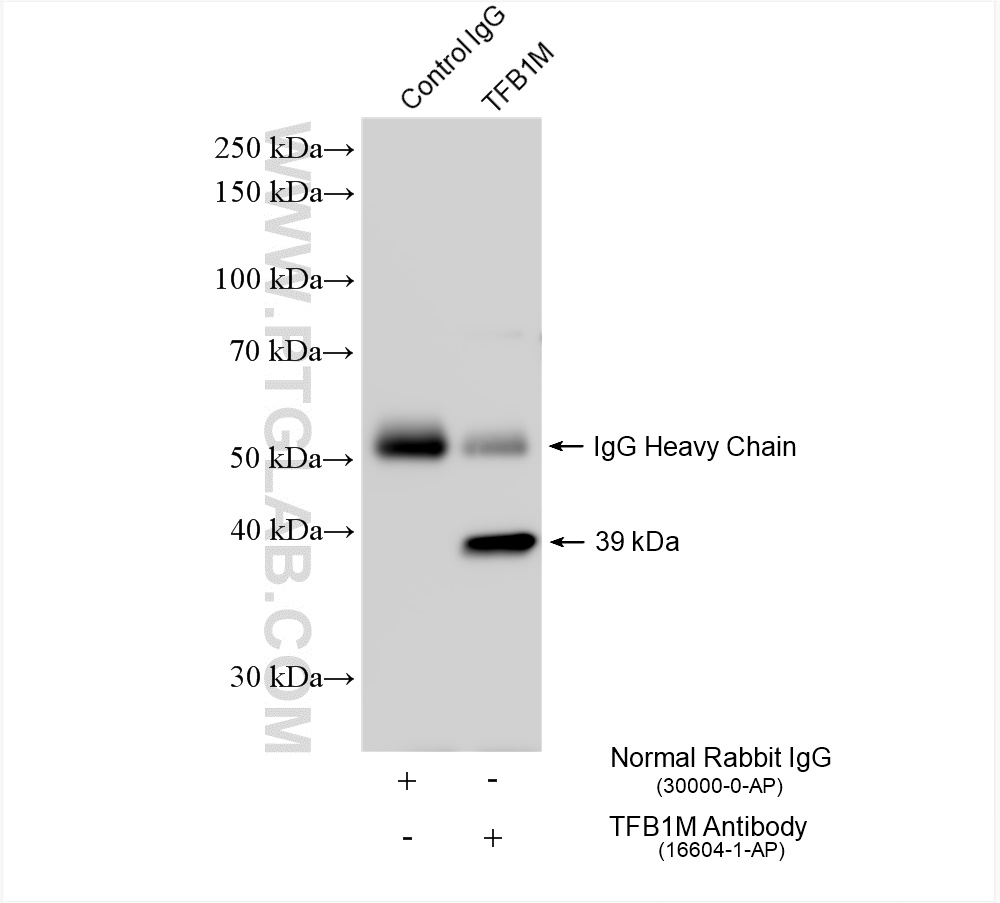 IP experiment of HepG2 using 16604-1-AP