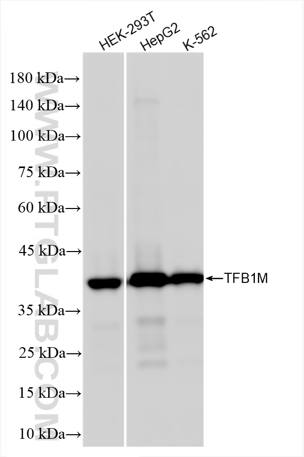 WB analysis using 84957-4-RR (same clone as 84957-4-PBS)