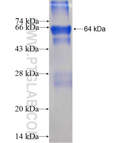 TFCP2 fusion protein Ag7353 SDS-PAGE