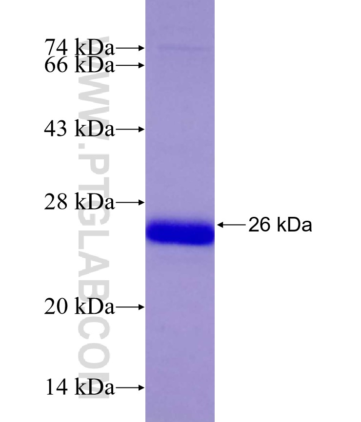 TFDP1 fusion protein Ag29168 SDS-PAGE