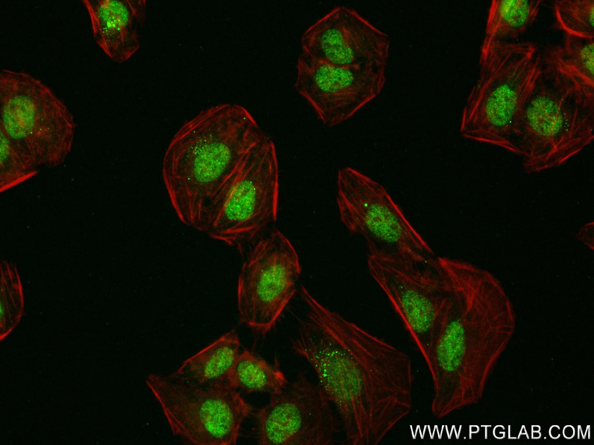 IF Staining of U2OS using 84408-4-RR