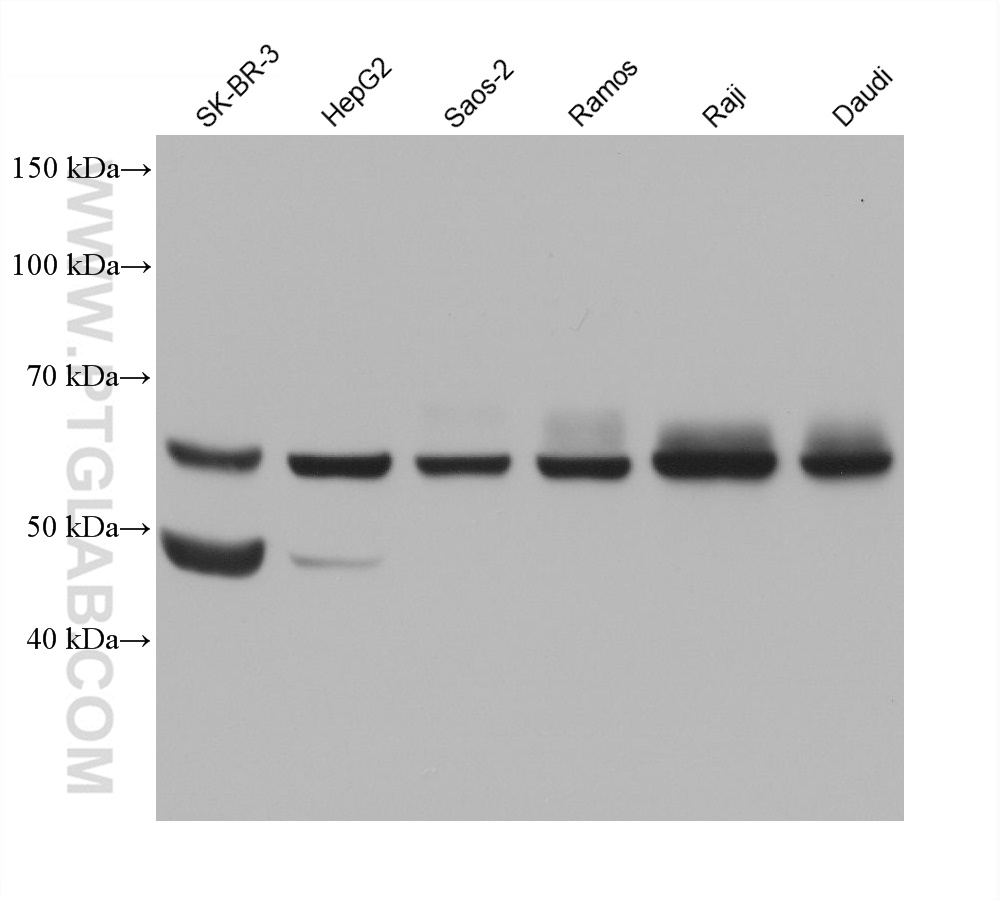 WB analysis using 68632-1-Ig (same clone as 68632-1-PBS)