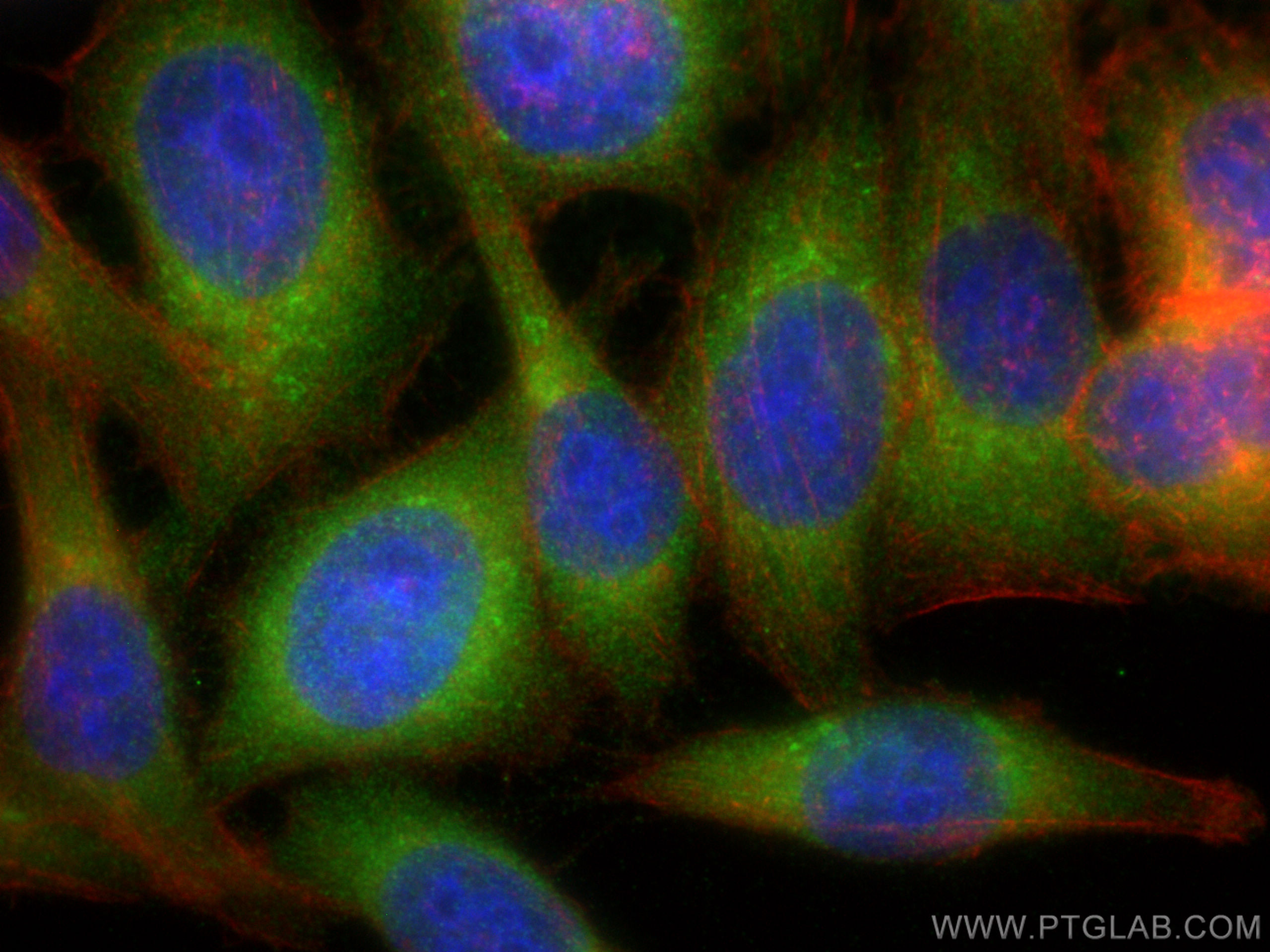 IF Staining of HepG2 using 20865-1-AP