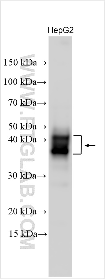 WB analysis using 31765-1-AP