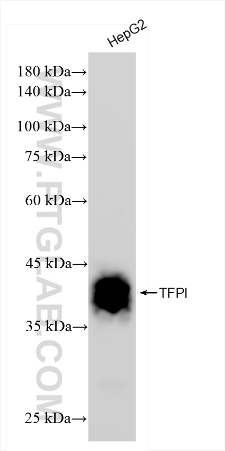 WB analysis of HepG2 using 83838-5-RR