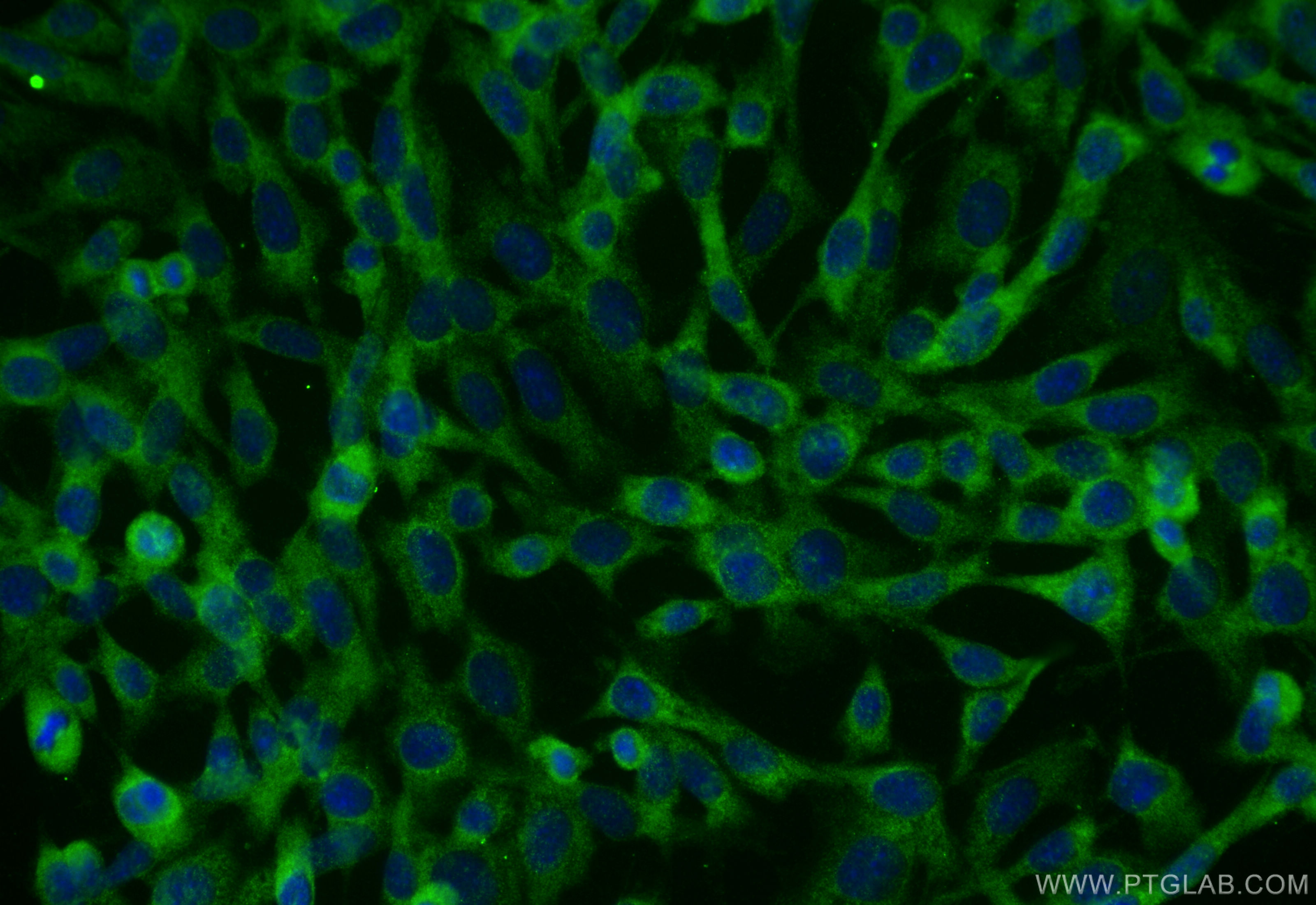 IF Staining of NIH/3T3 using 26155-1-AP