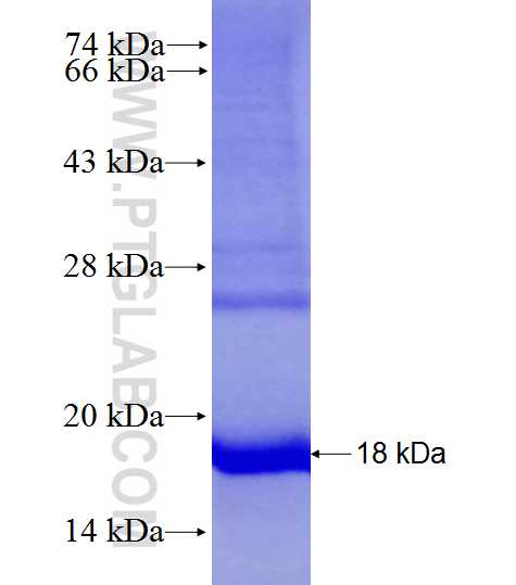 TGFB1 fusion protein Ag27942 SDS-PAGE