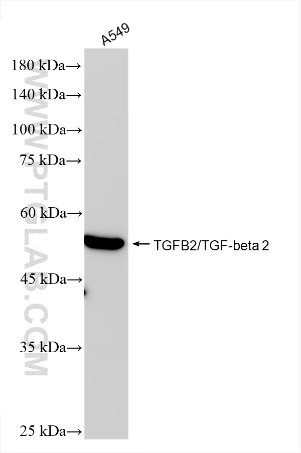 WB analysis using 83167-5-RR