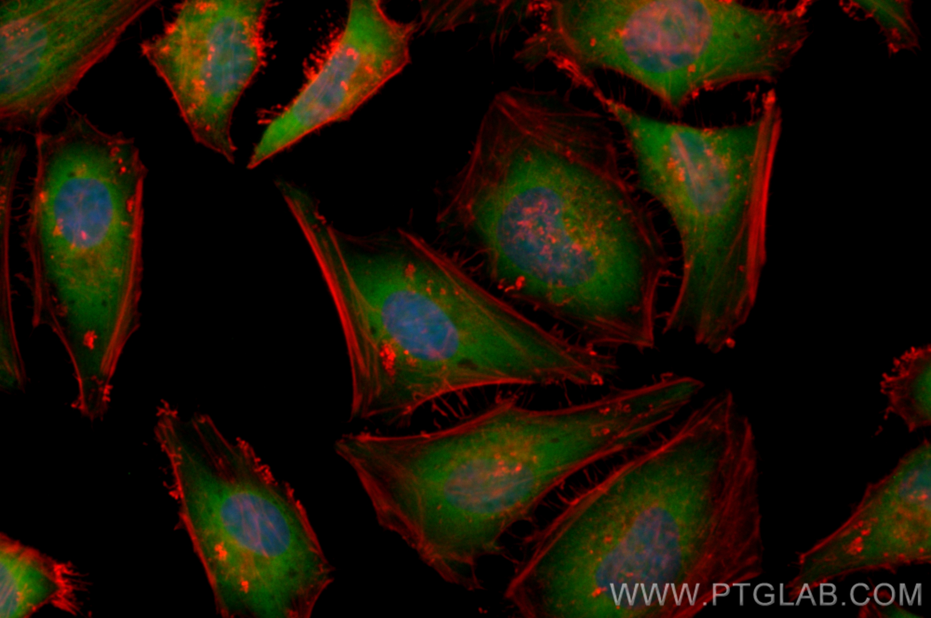 IF Staining of Hela using CL488-83167-5