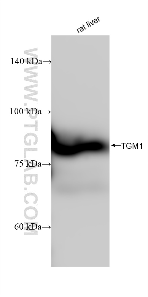 WB analysis using 84032-2-RR