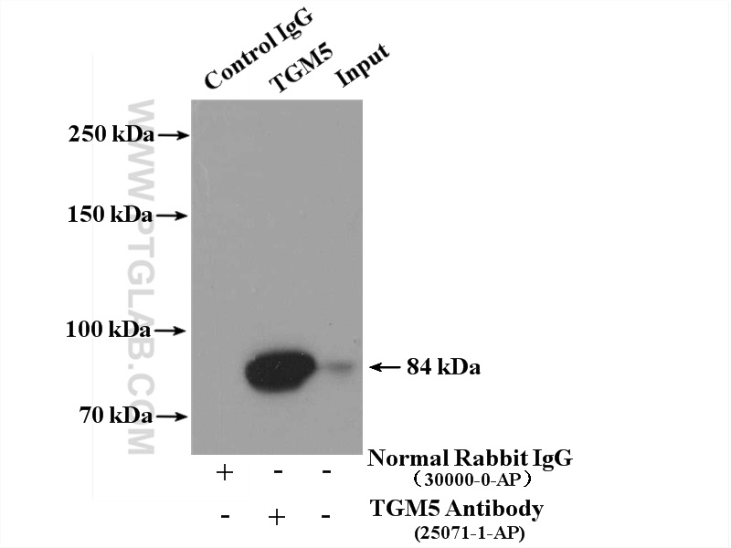 IP experiment of mouse skin using 25071-1-AP