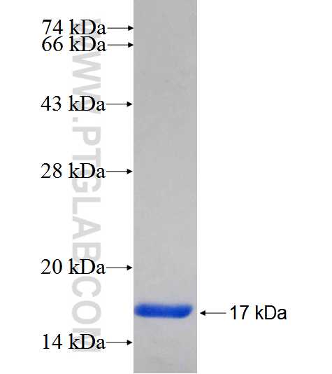 TGM6 fusion protein Ag26080 SDS-PAGE