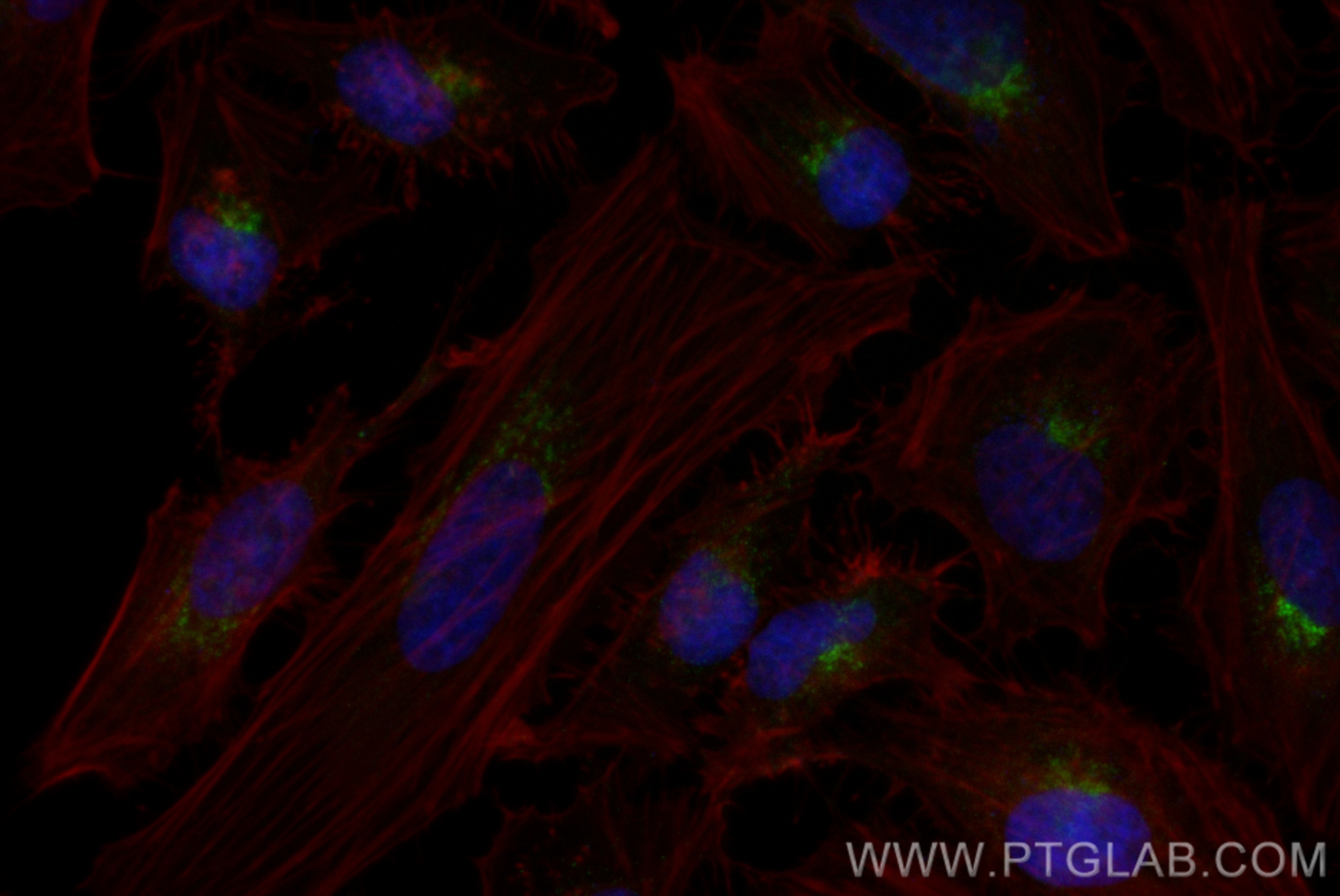 IF Staining of HeLa using CL488-83099-2