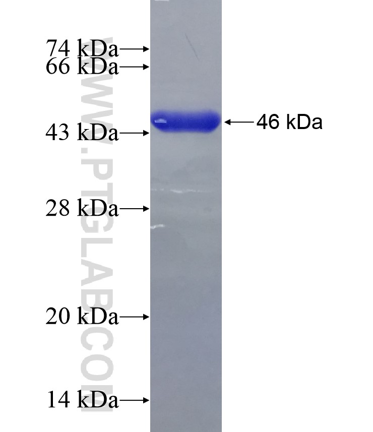 TH1L fusion protein Ag29262 SDS-PAGE