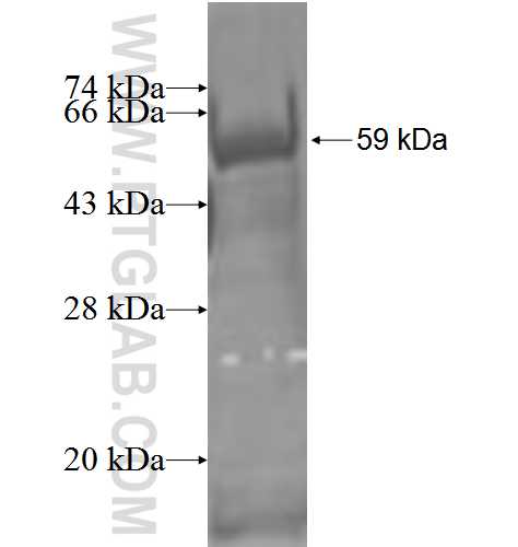 THADA fusion protein Ag3881 SDS-PAGE