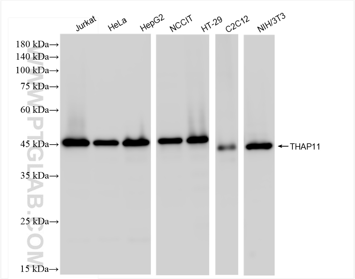 WB analysis using 84373-6-RR (same clone as 84373-6-PBS)