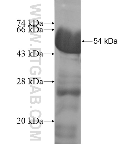 THAP4 fusion protein Ag10310 SDS-PAGE