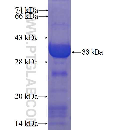 THAP5 fusion protein Ag23714 SDS-PAGE