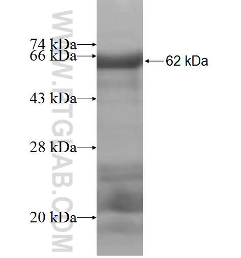 THBD fusion protein Ag5558 SDS-PAGE