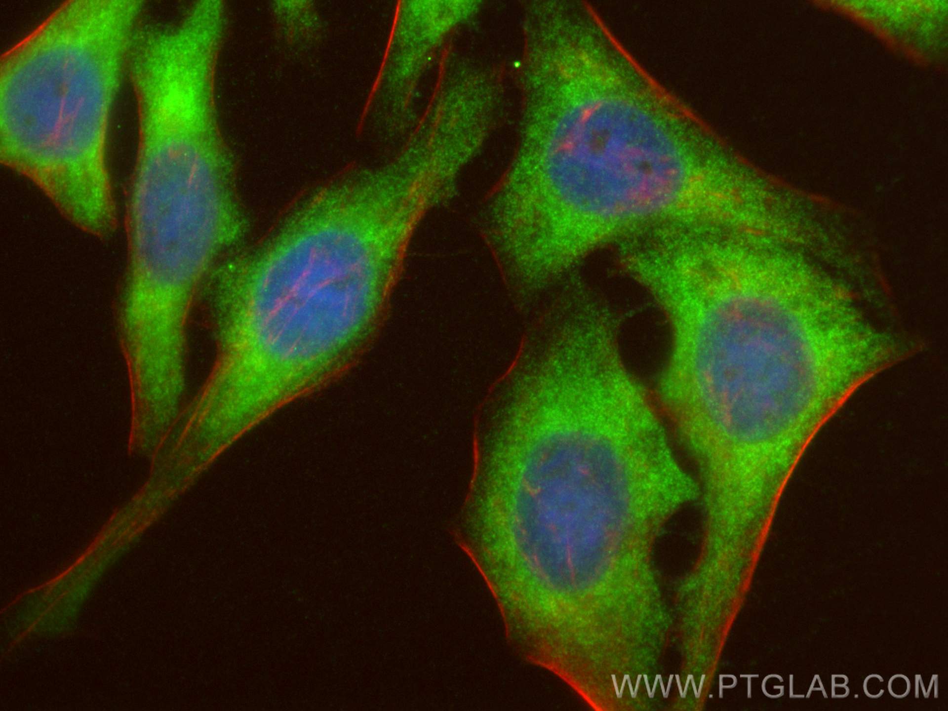 IF Staining of HepG2 using 16782-1-AP