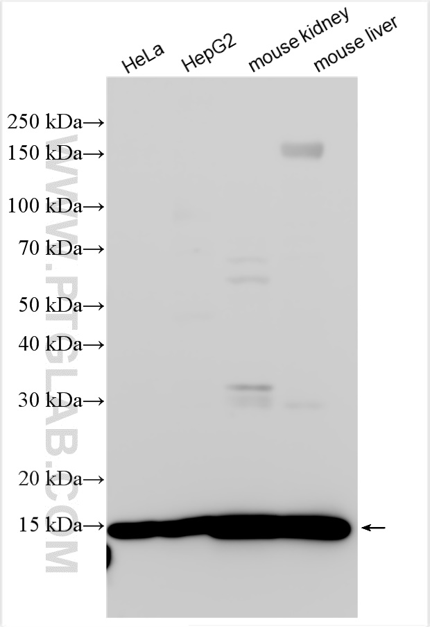 WB analysis using 16782-1-AP