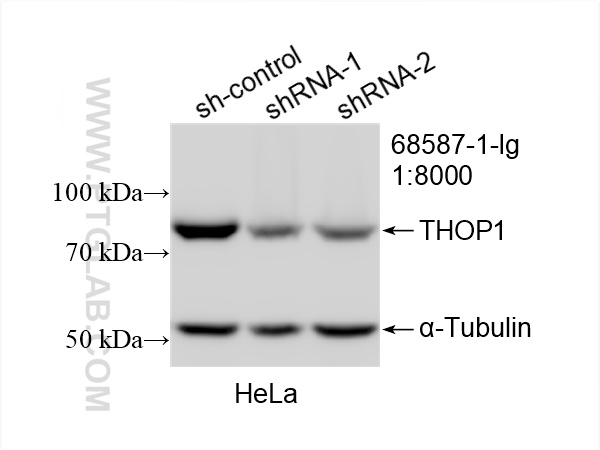 WB analysis of HeLa using 68587-1-Ig (same clone as 68587-1-PBS)