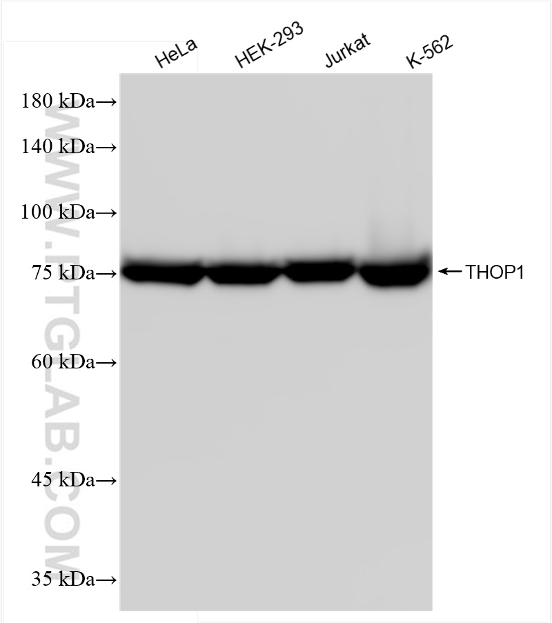 WB analysis using 84319-3-RR