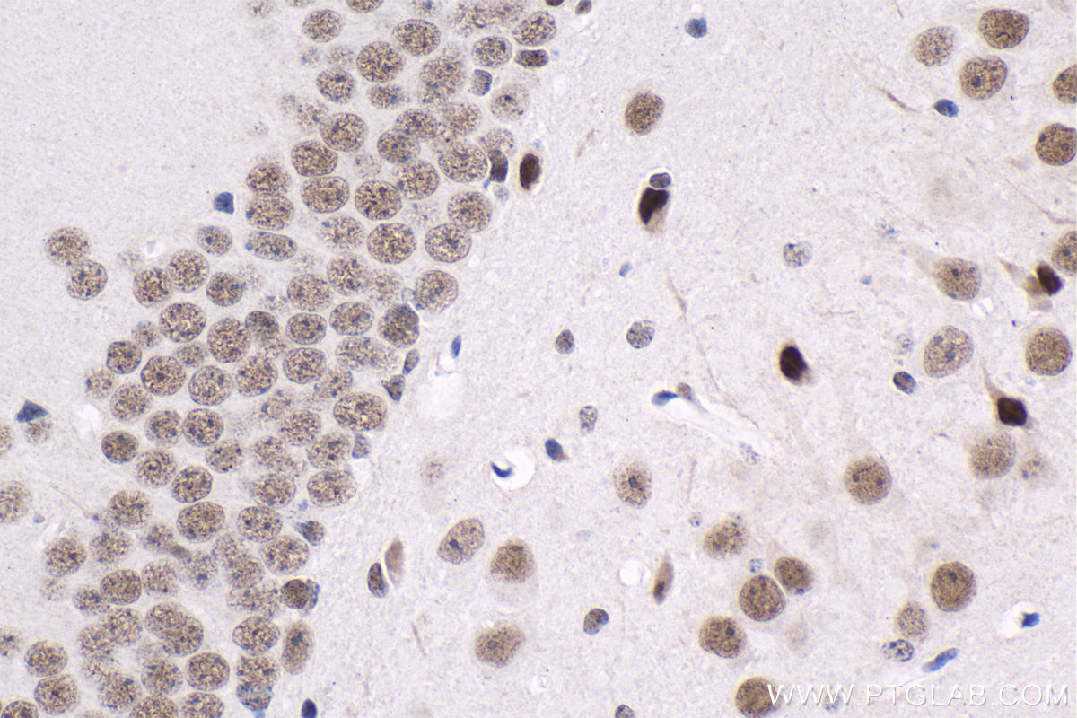 IHC staining of mouse brain using 66703-1-Ig (same clone as 66703-1-PBS)