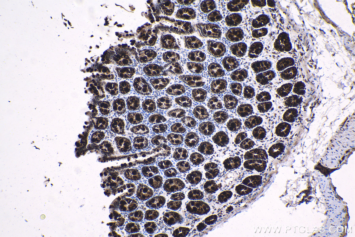 IHC staining of rat colon using 66703-1-Ig (same clone as 66703-1-PBS)