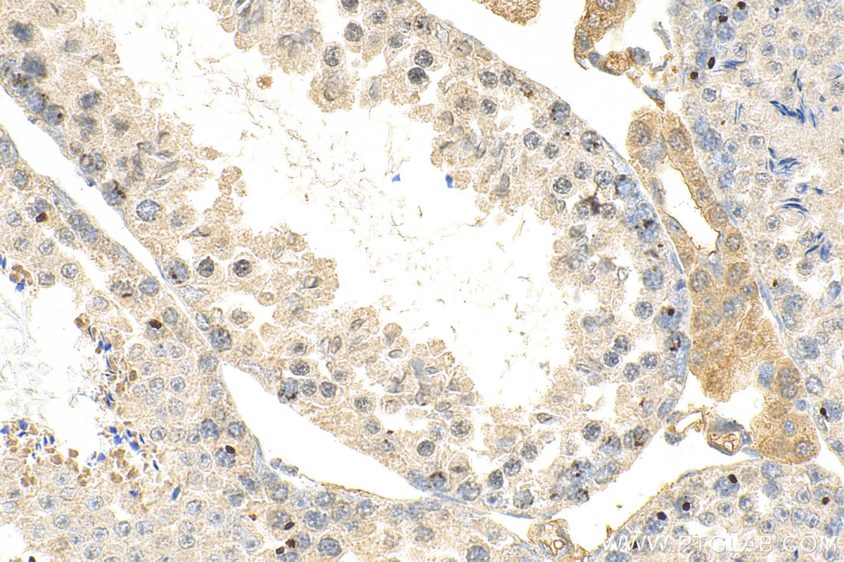 IHC staining of mouse testis using 68337-1-Ig (same clone as 68337-1-PBS)