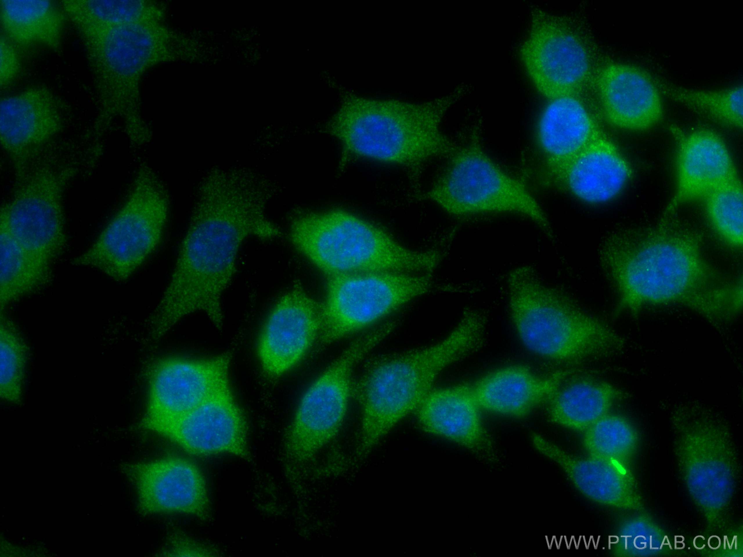 IF Staining of RAW 264.7 using 26870-1-AP