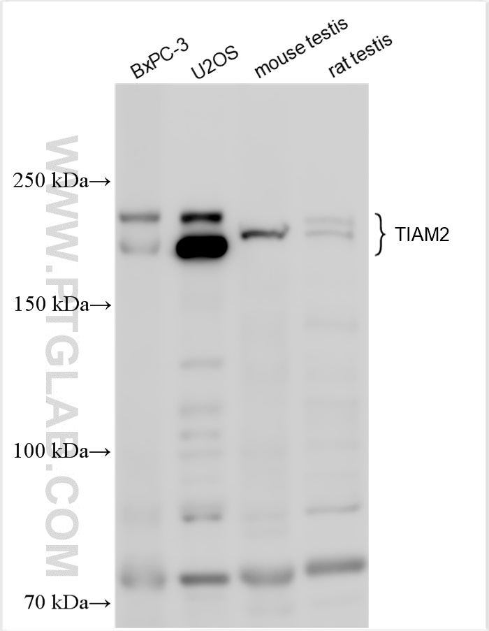 WB analysis using 26870-1-AP