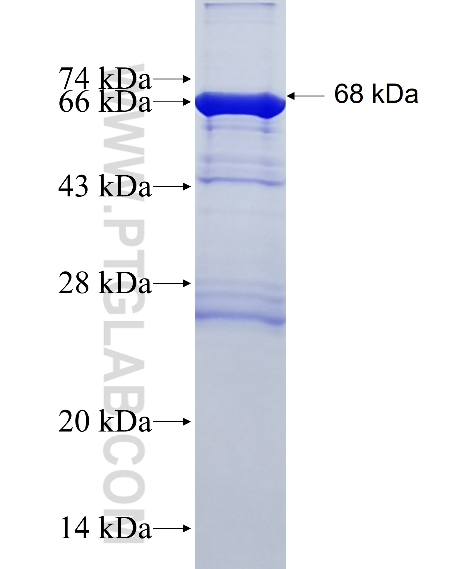 TIAM2 fusion protein Ag25491 SDS-PAGE