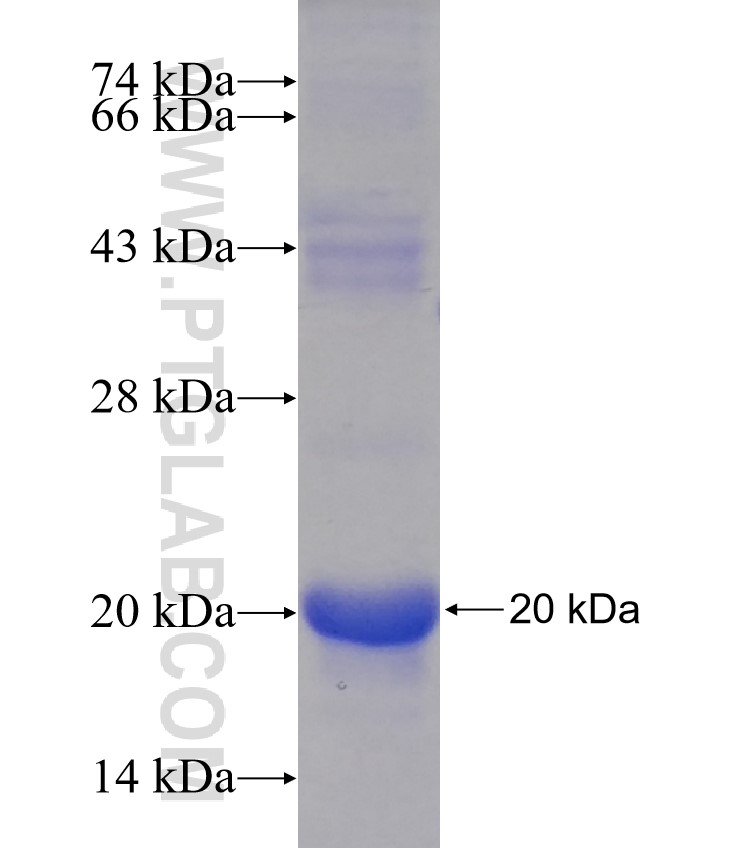 TICAM1 fusion protein Ag30322 SDS-PAGE