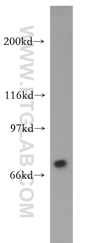 WB analysis of HepG2 using 13833-1-AP