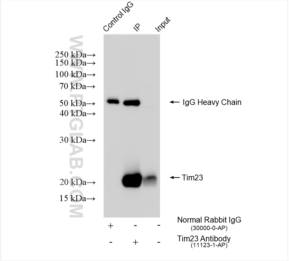 IP experiment of mouse heart using 11123-1-AP