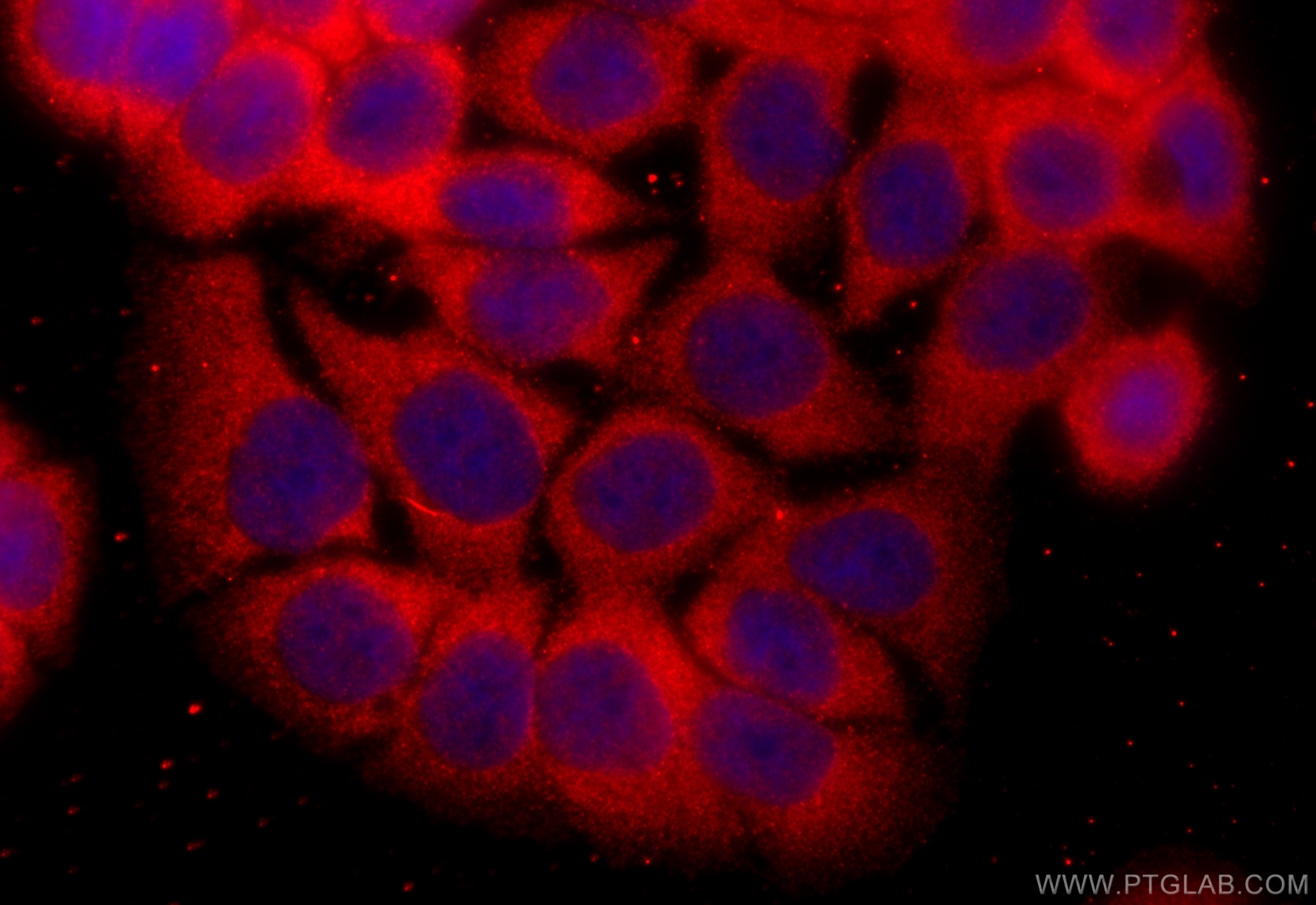 IF Staining of HT-29 using 26847-1-AP