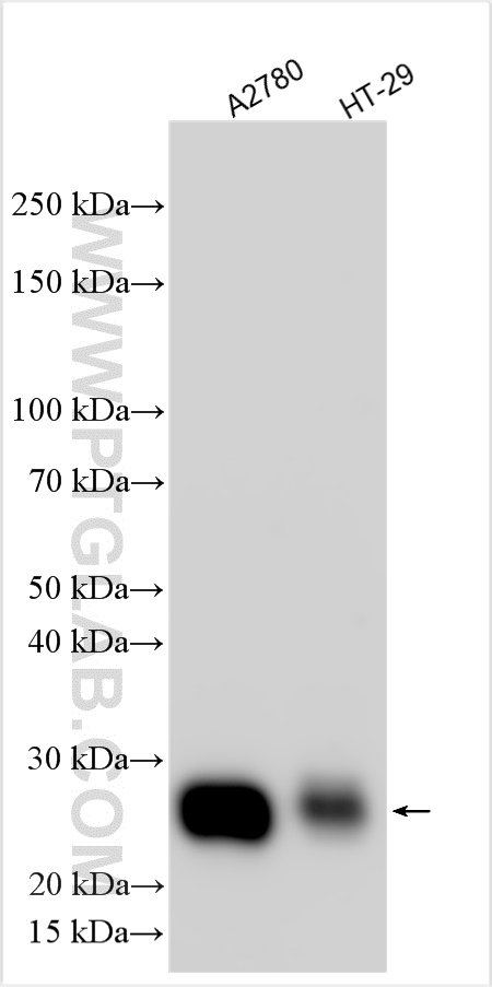 WB analysis using 30755-1-AP