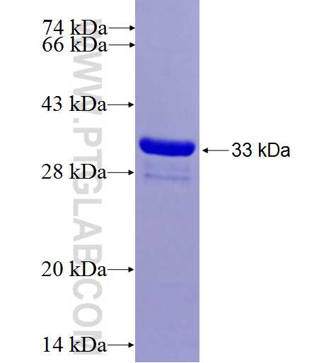 TIMP4 fusion protein Ag25288 SDS-PAGE