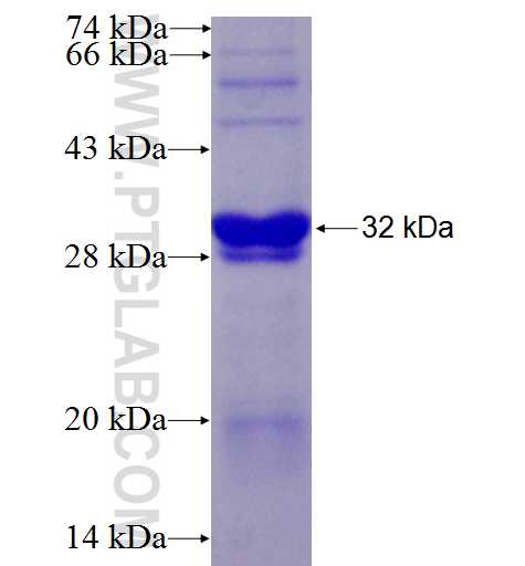 TIMP4 fusion protein Ag28372 SDS-PAGE