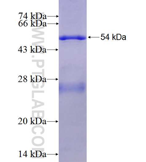 TIRAP fusion protein Ag0771 SDS-PAGE