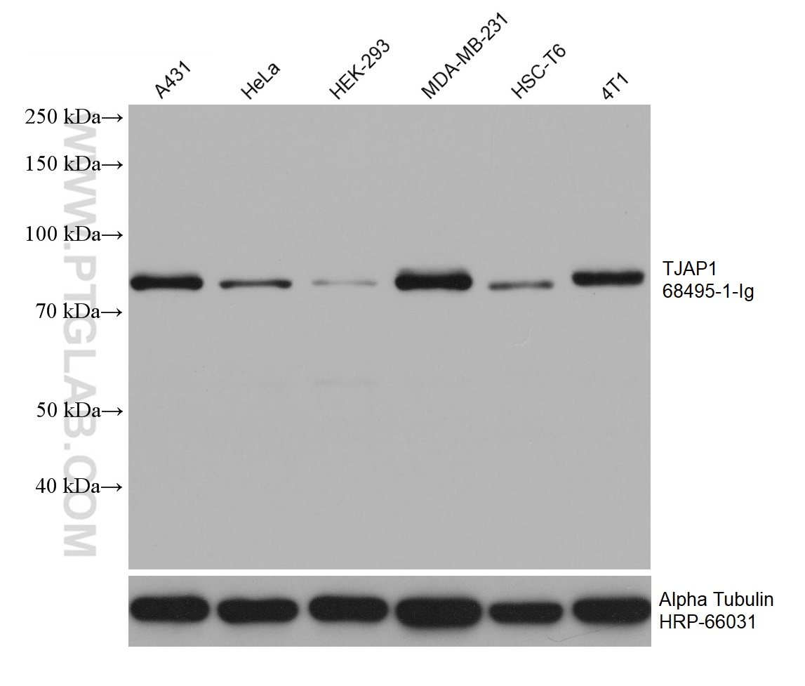 WB analysis using 68495-1-Ig