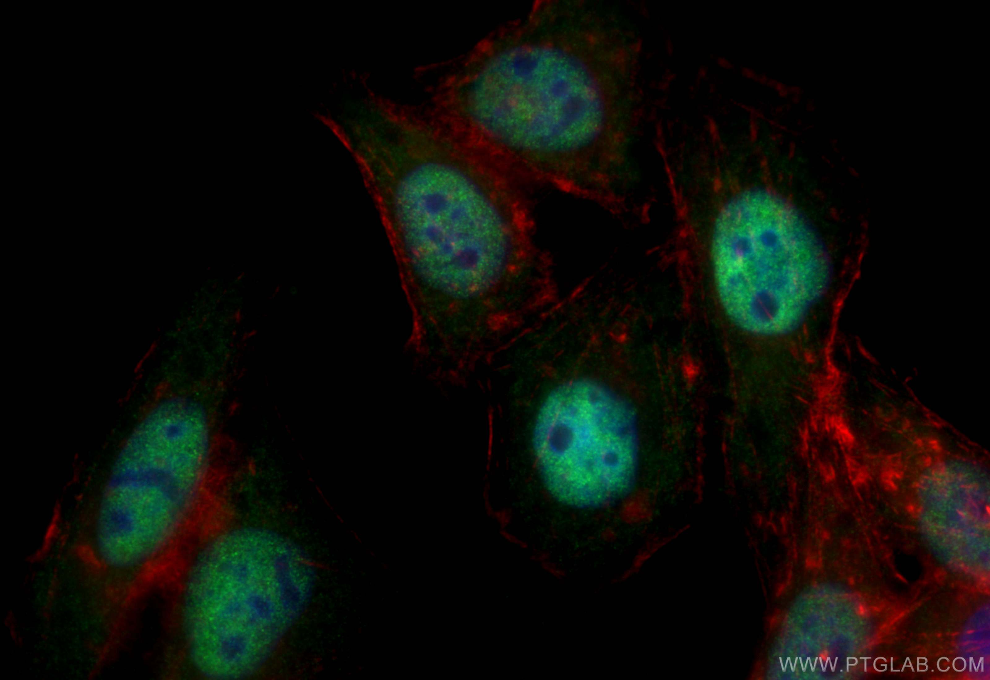 IF Staining of HepG2 using 66016-1-Ig